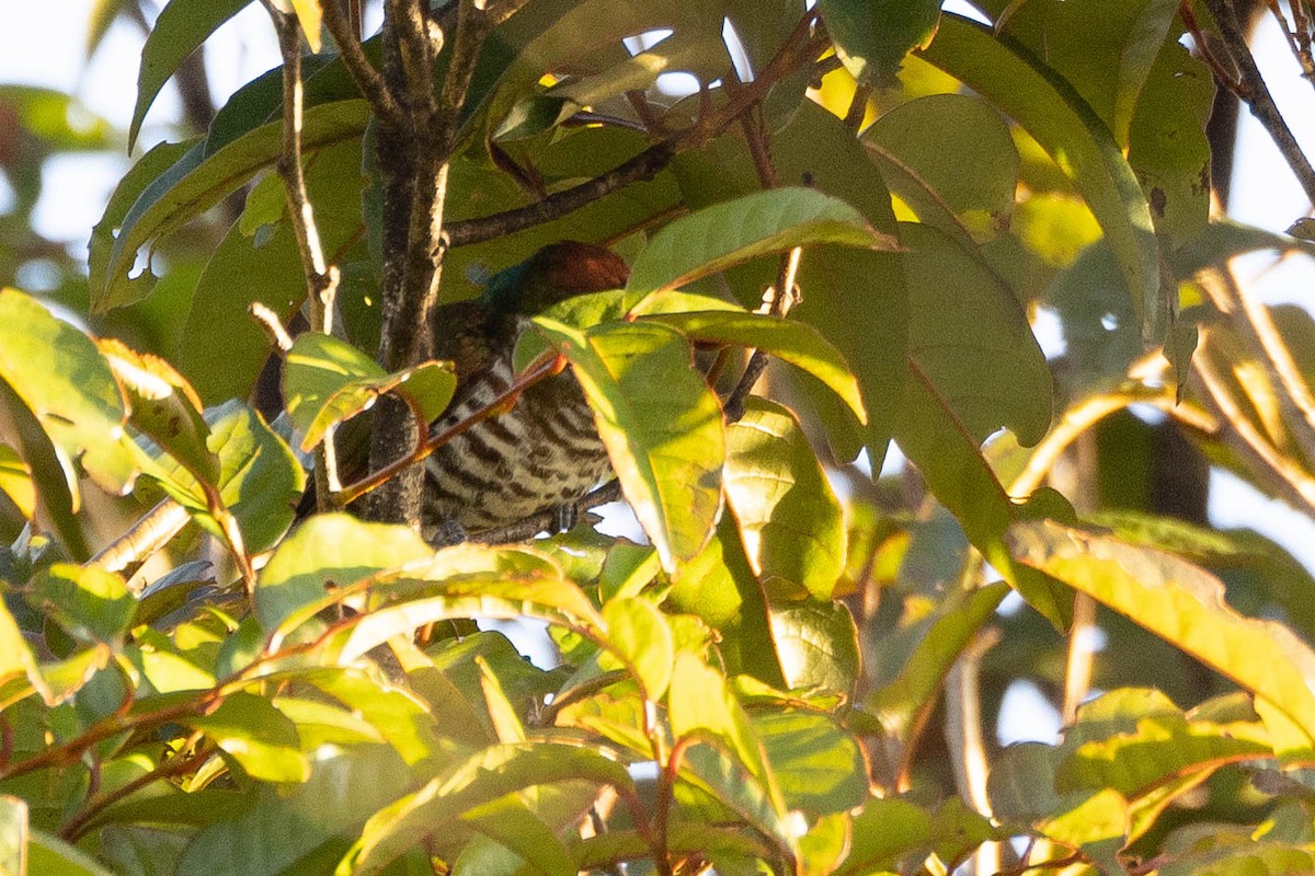 kukačka bělouchá - ML641207699