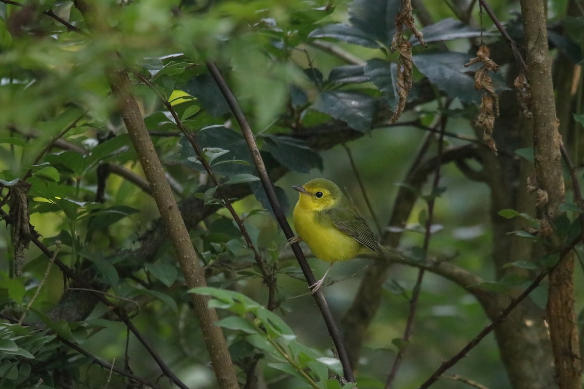Hooded Warbler - ML641207710