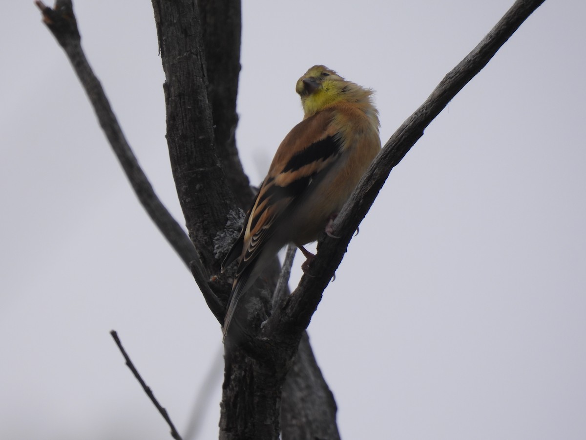 Jilguero Yanqui - ML641207715