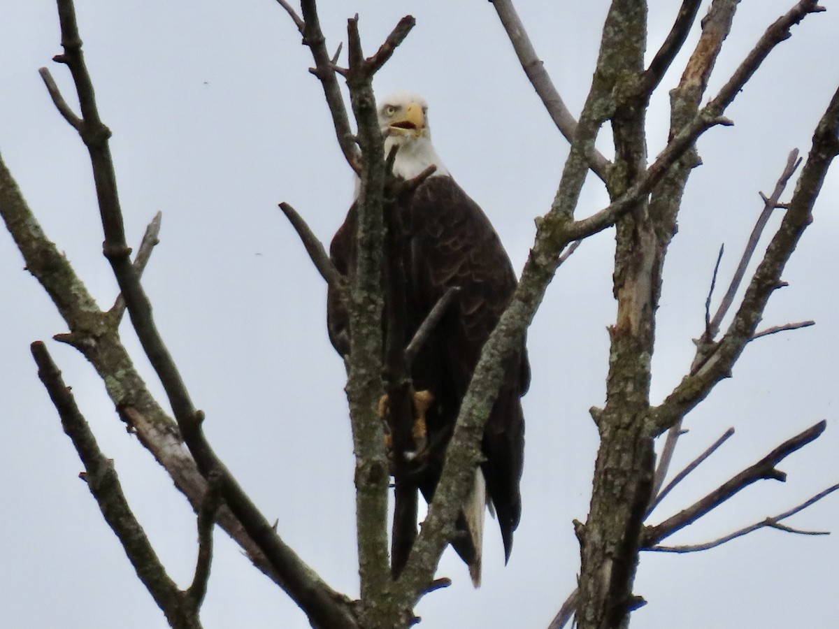 Bald Eagle - ML641207720