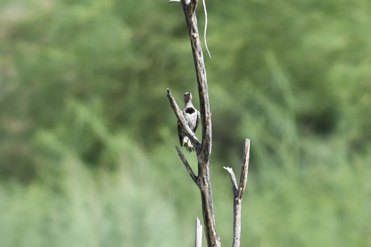 Gilded Flicker - ML641207726