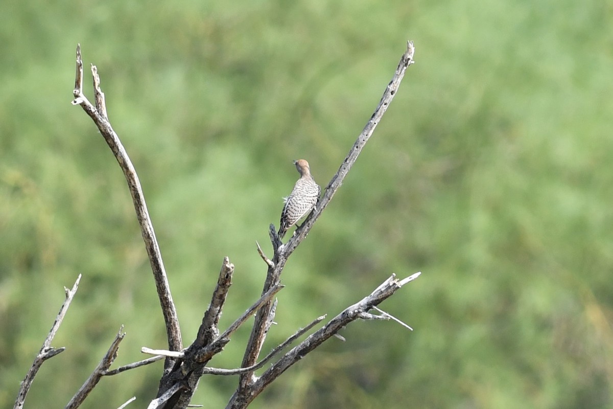 Gilded Flicker - ML641207729