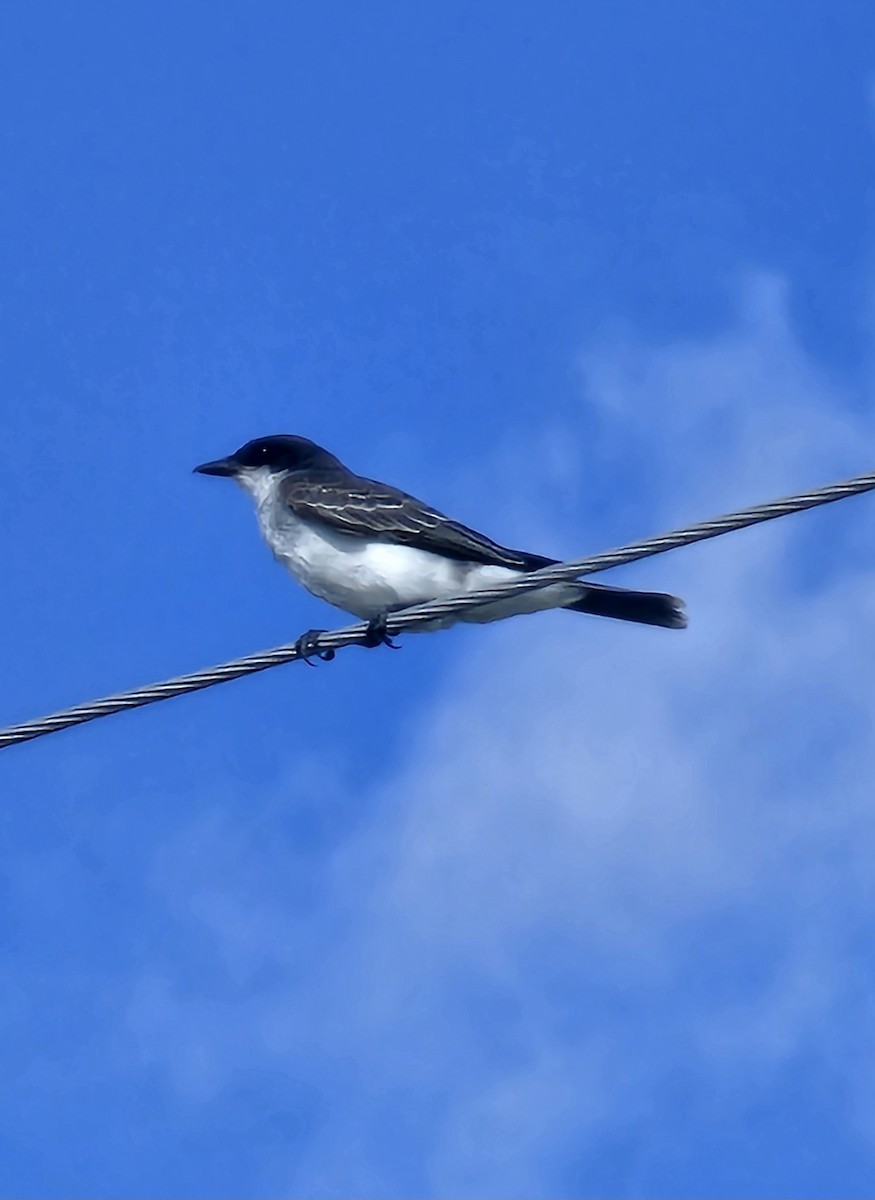 Eastern Kingbird - ML641207731