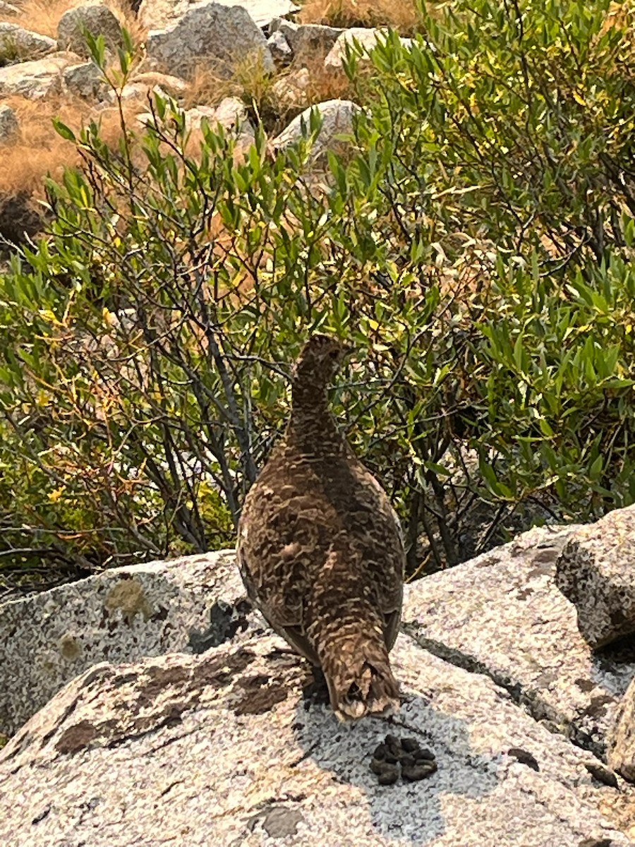 Sooty Grouse - ML641207780