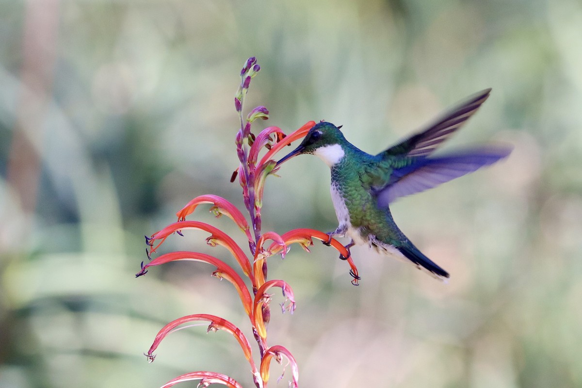 White-throated Hummingbird - ML641207789