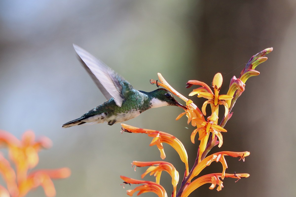 White-throated Hummingbird - ML641207790