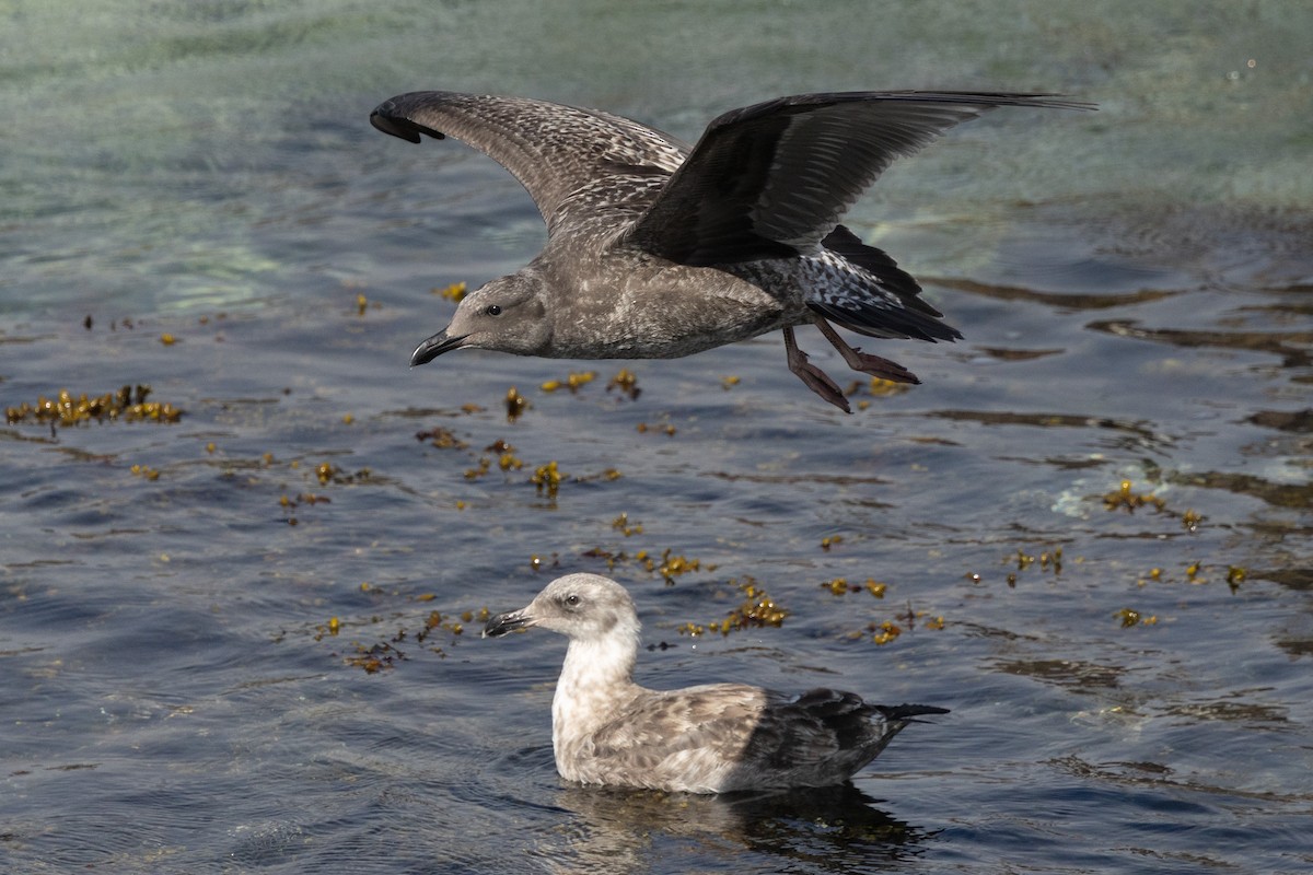Western Gull - ML641207905