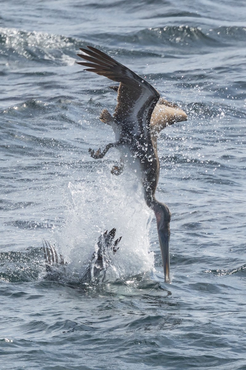 Brown Pelican - ML641207931