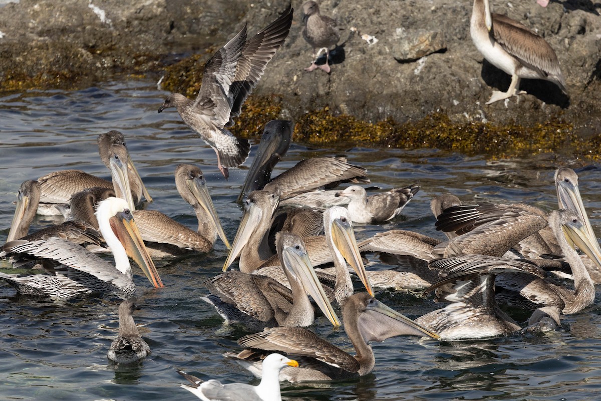 Brown Pelican - ML641207932