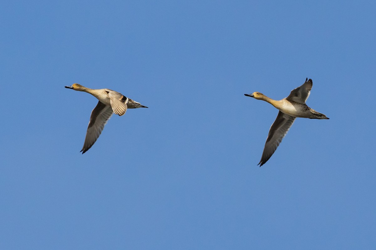 Northern Pintail - ML641207946