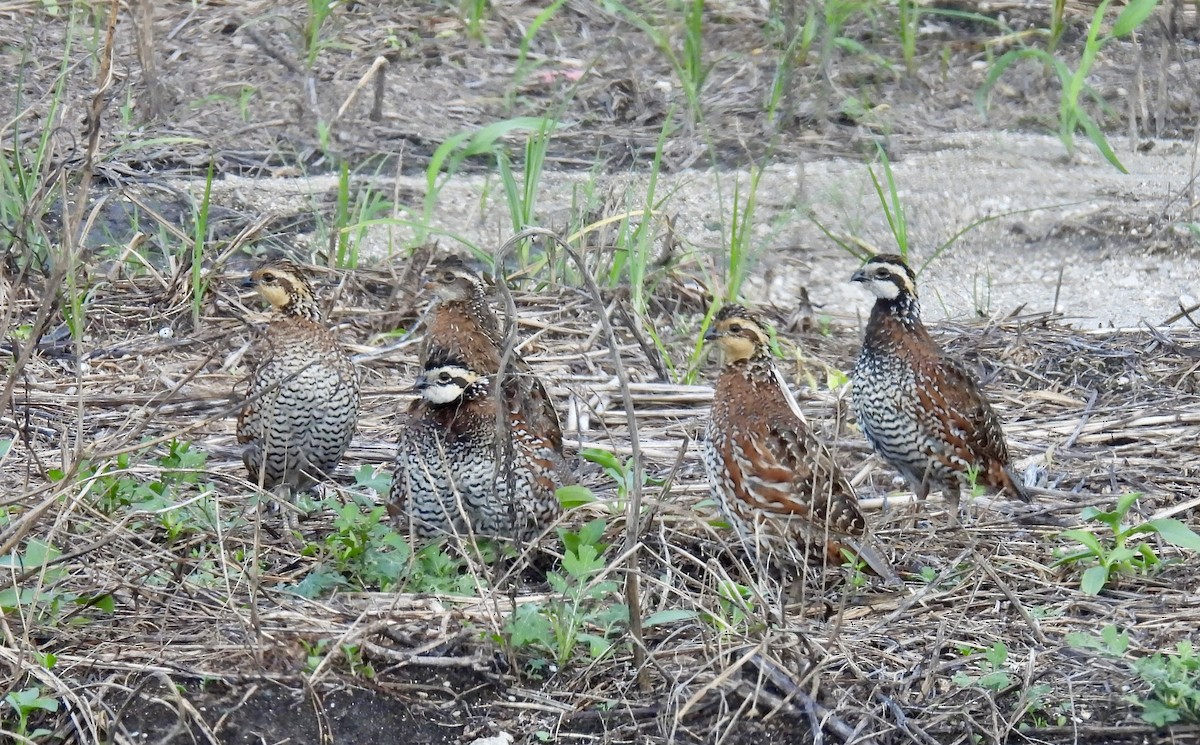 Colin de Virginie - ML641207963