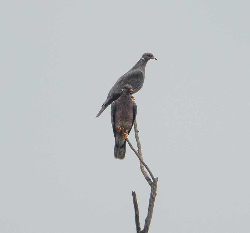 Band-tailed Pigeon - ML641207992