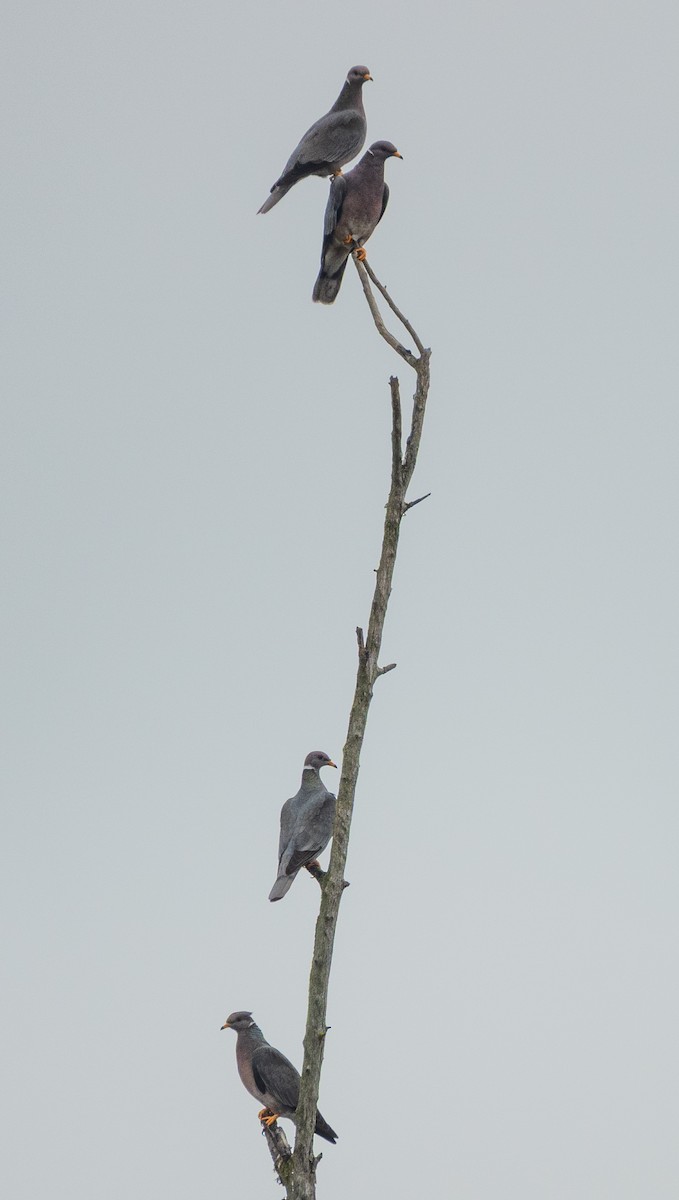 Band-tailed Pigeon - ML641208013