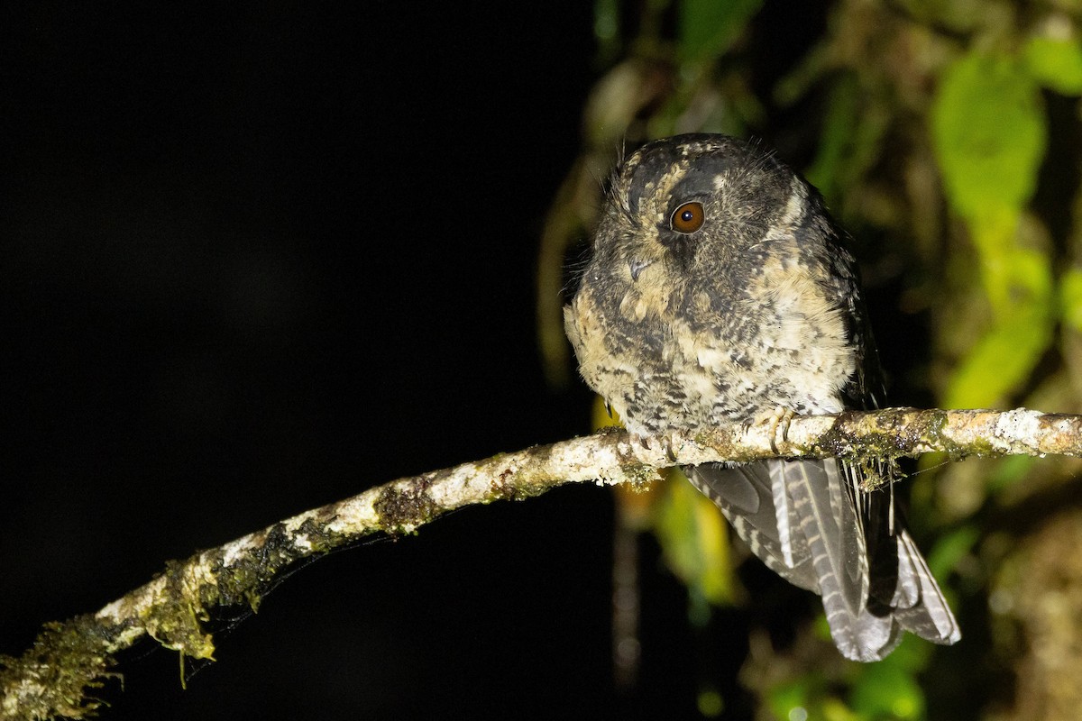 Mountain Owlet-nightjar - ML641208023
