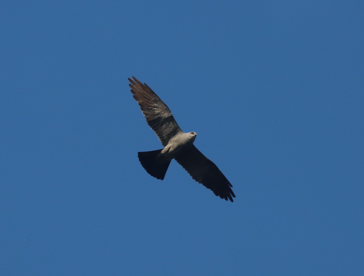 Mississippi Kite - ML641208027