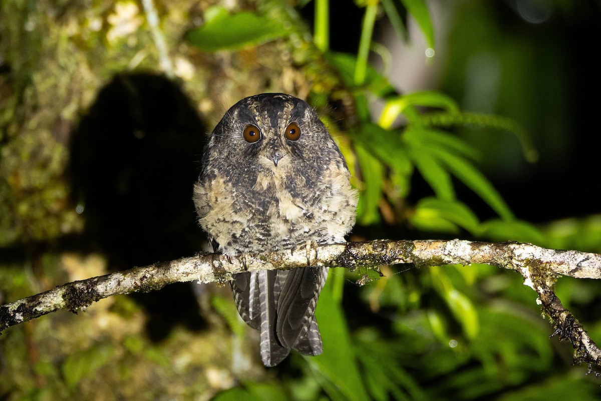 Mountain Owlet-nightjar - ML641208040