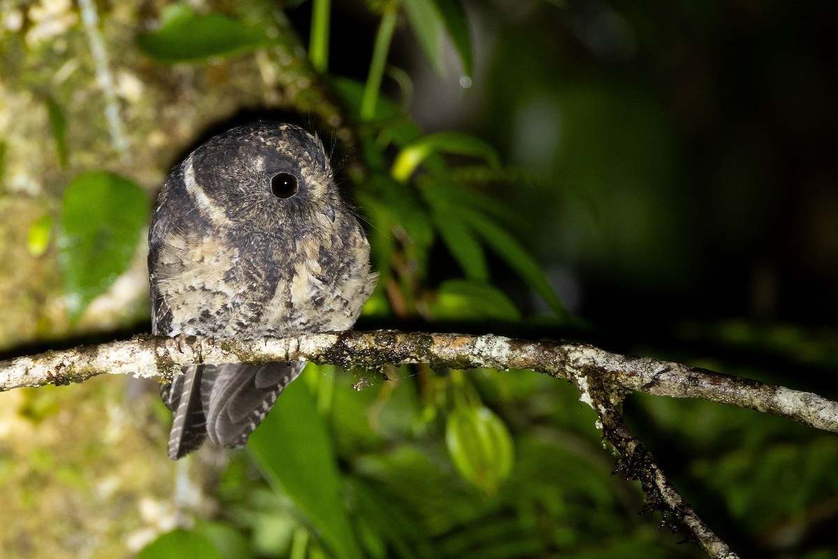 Mountain Owlet-nightjar - ML641208048
