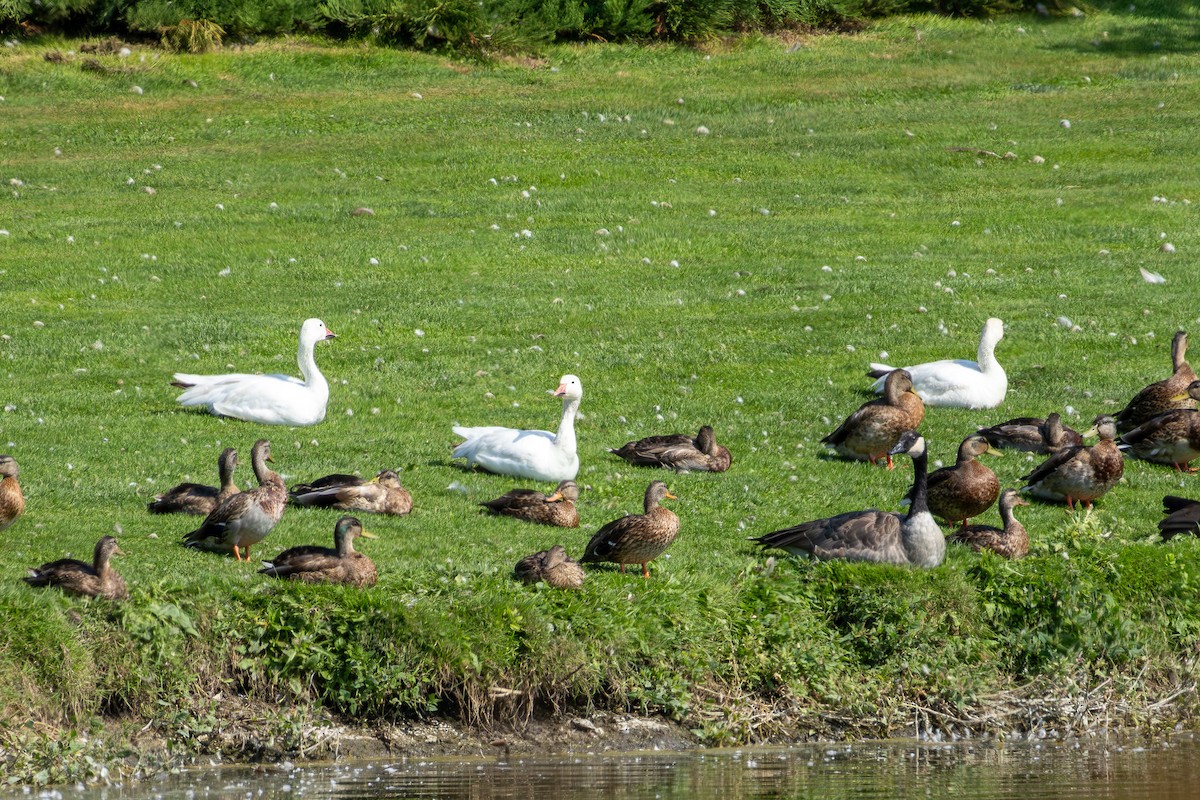 Snow Goose - ML641208068