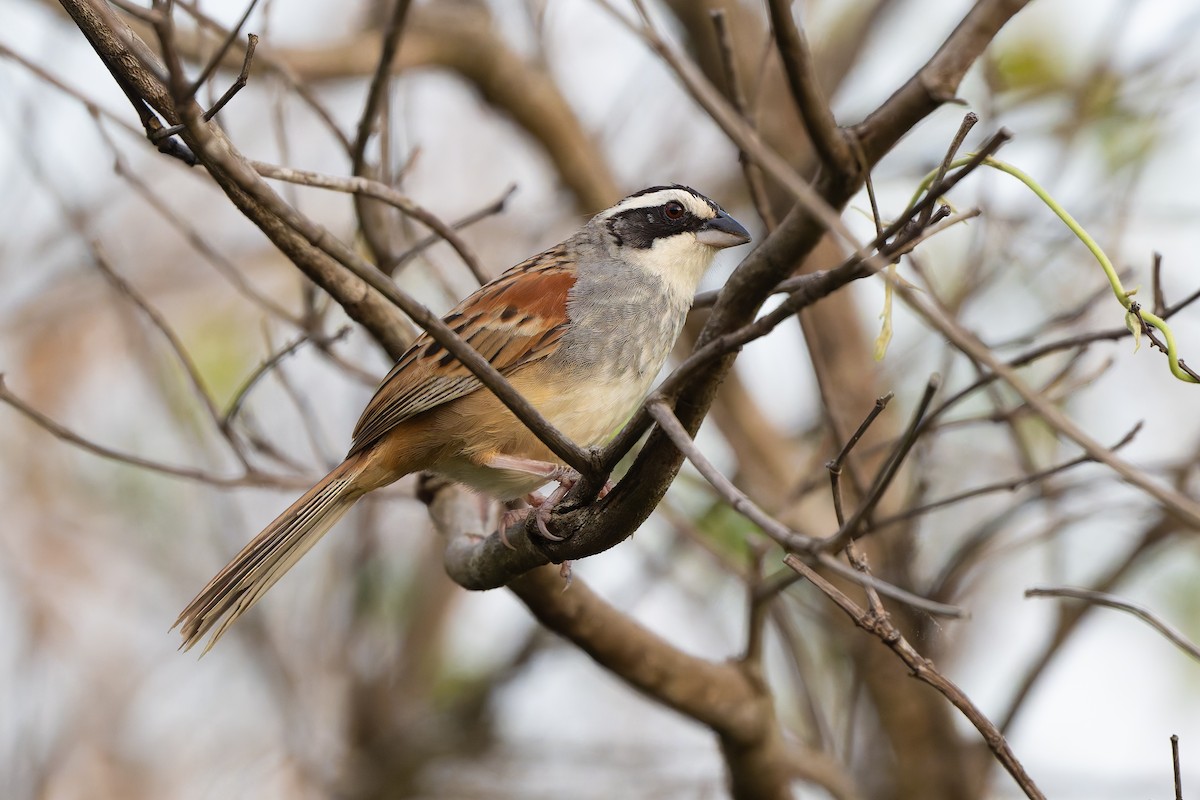 Stripe-headed Sparrow - ML641208075