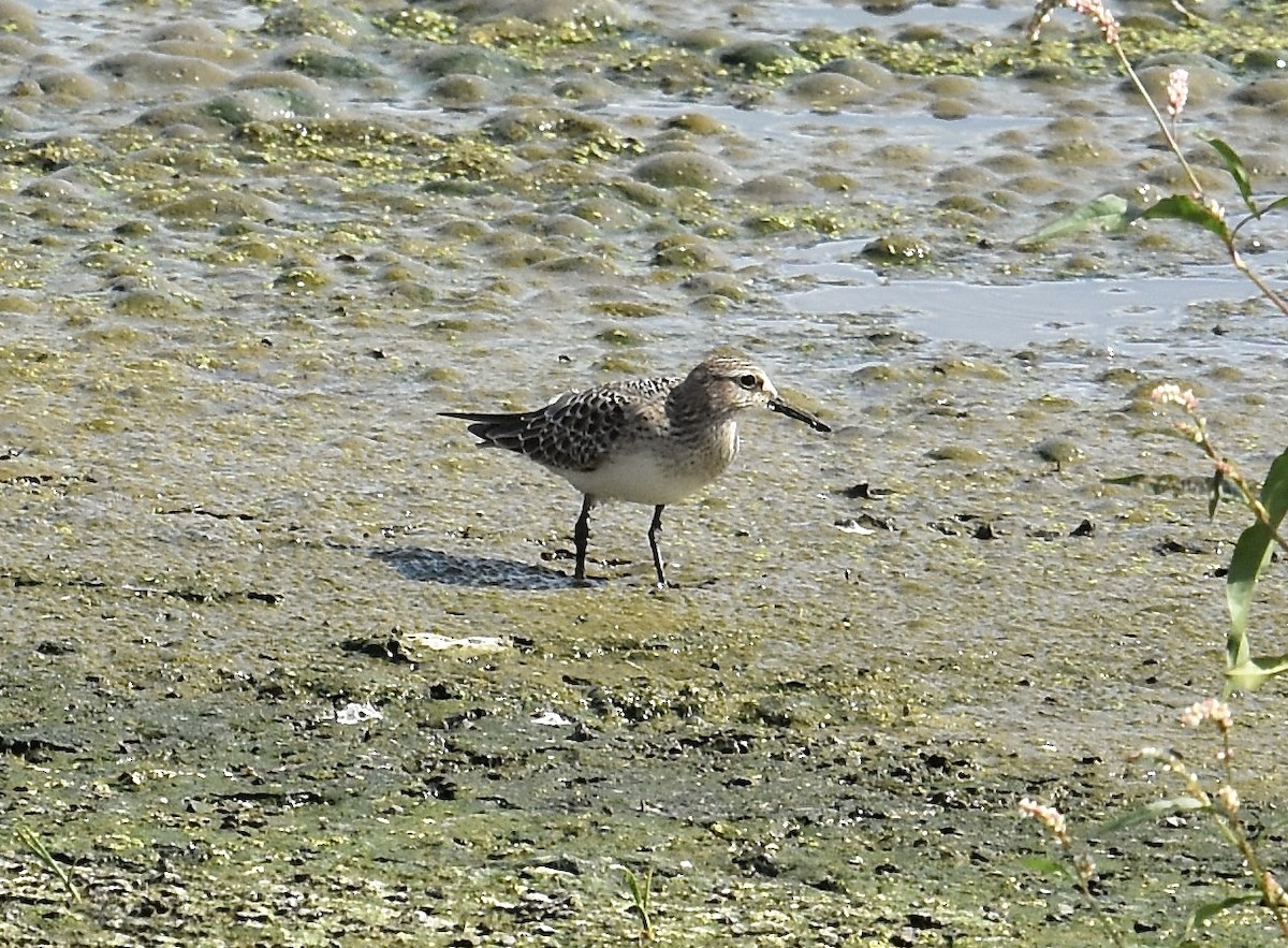 Bécasseau de Baird - ML641208099
