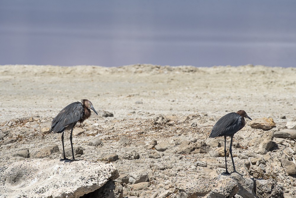 Reddish Egret - ML641208122