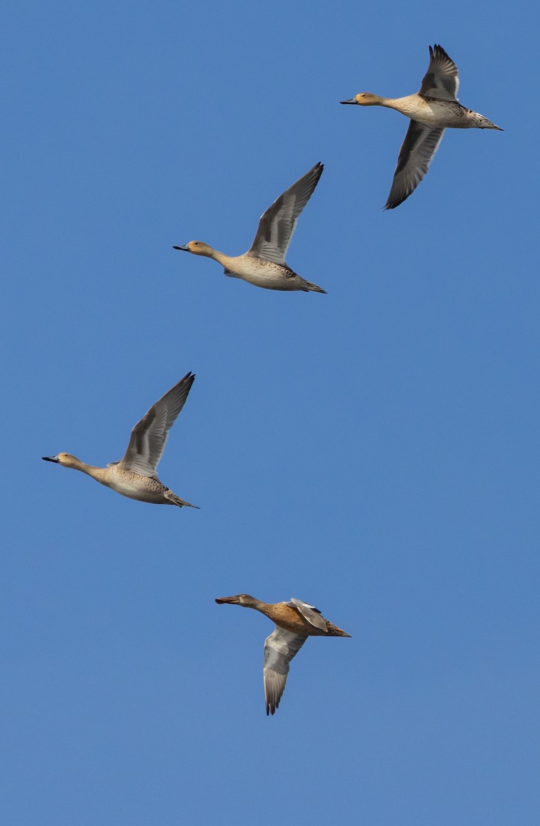 Northern Shoveler - ML641208137