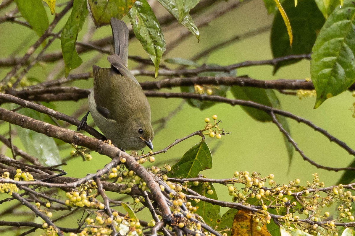 Fan-tailed Berrypecker - ML641208142