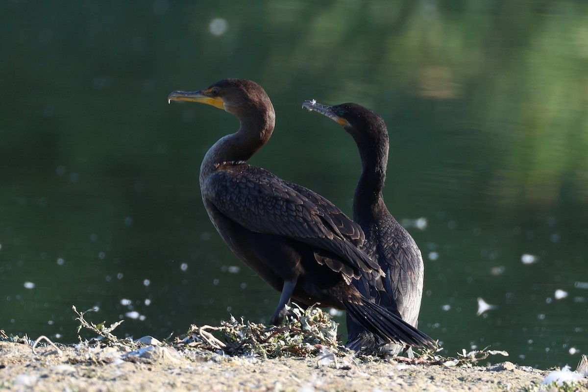 Cormoran vigua - ML641208162