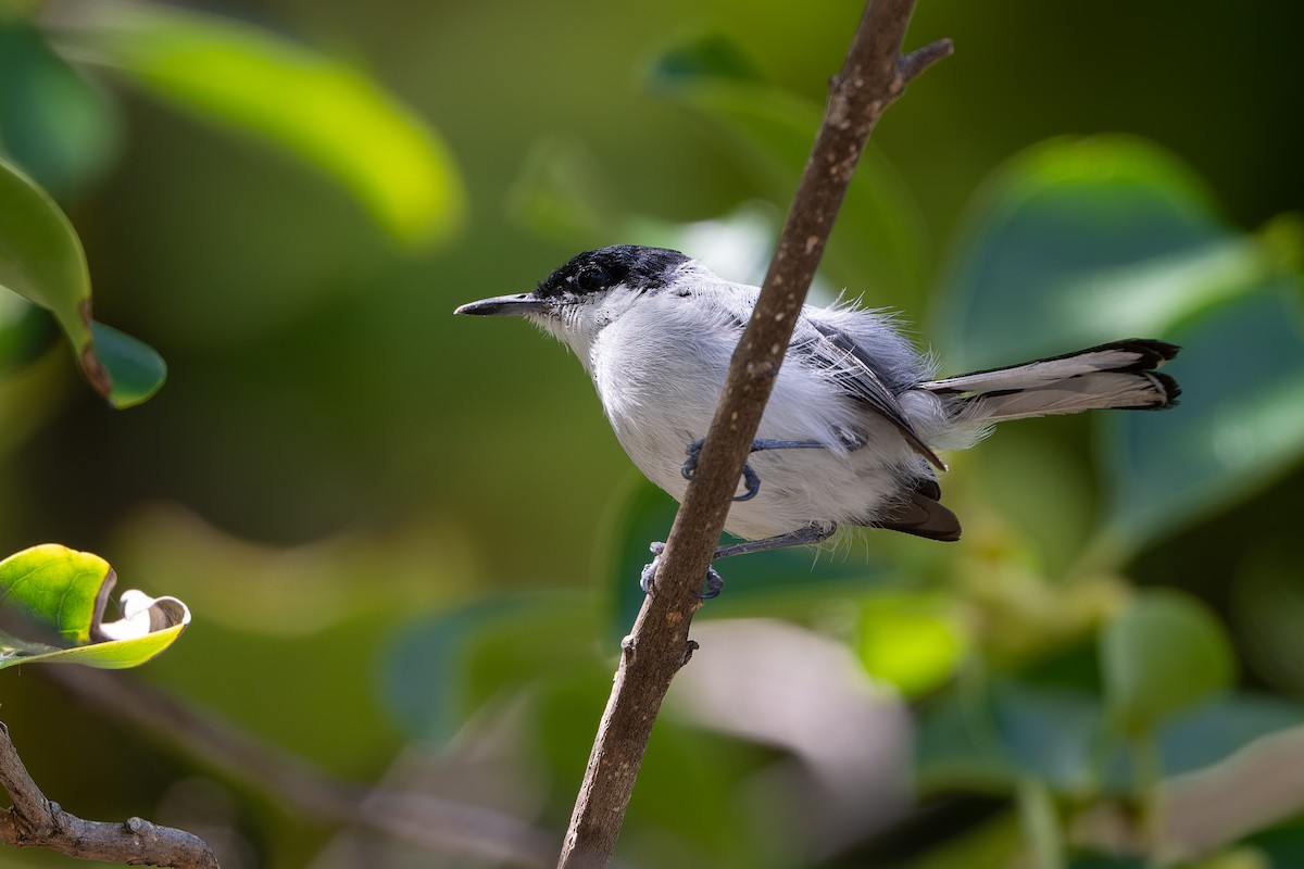 White-lored Gnatcatcher - ML641208188