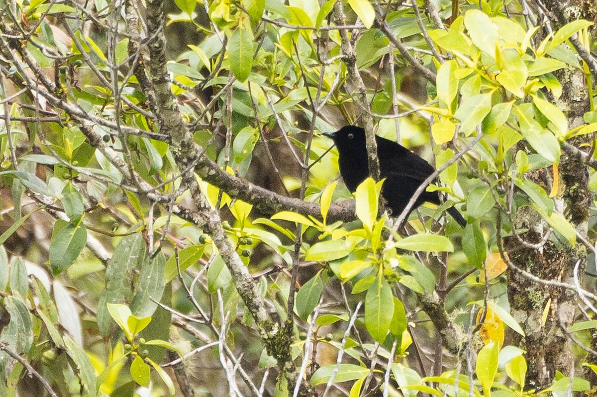 Loria's Satinbird - ML641208189