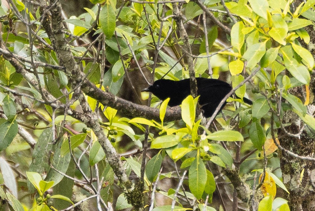 Loria's Satinbird - ML641208196