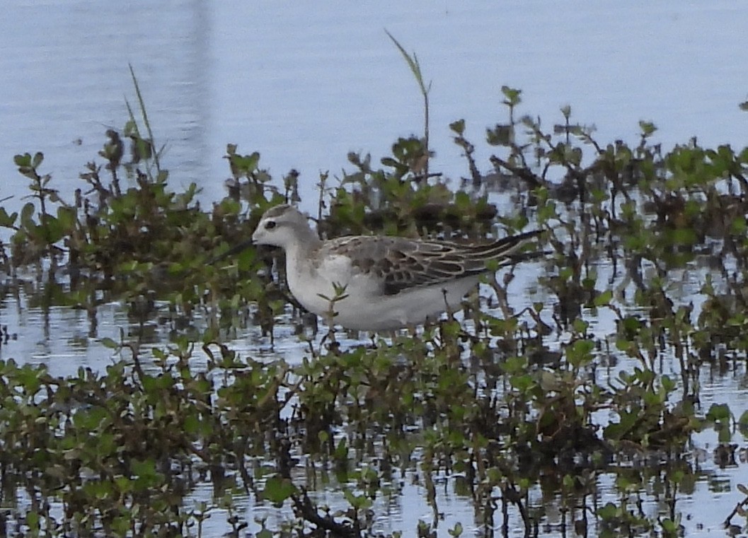 Wilson's Phalarope - ML641208205