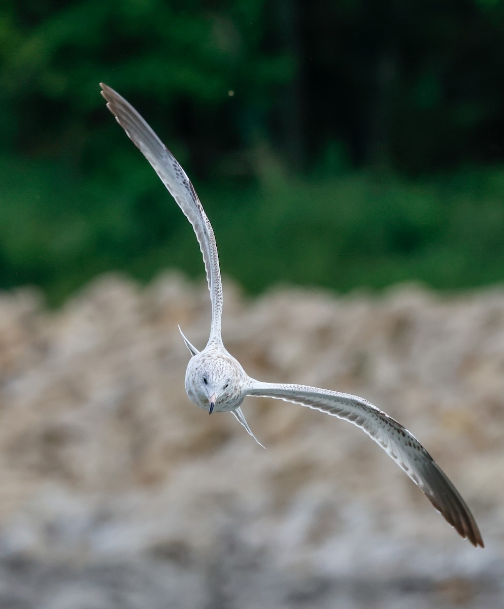 Ring-billed Gull - ML641208249