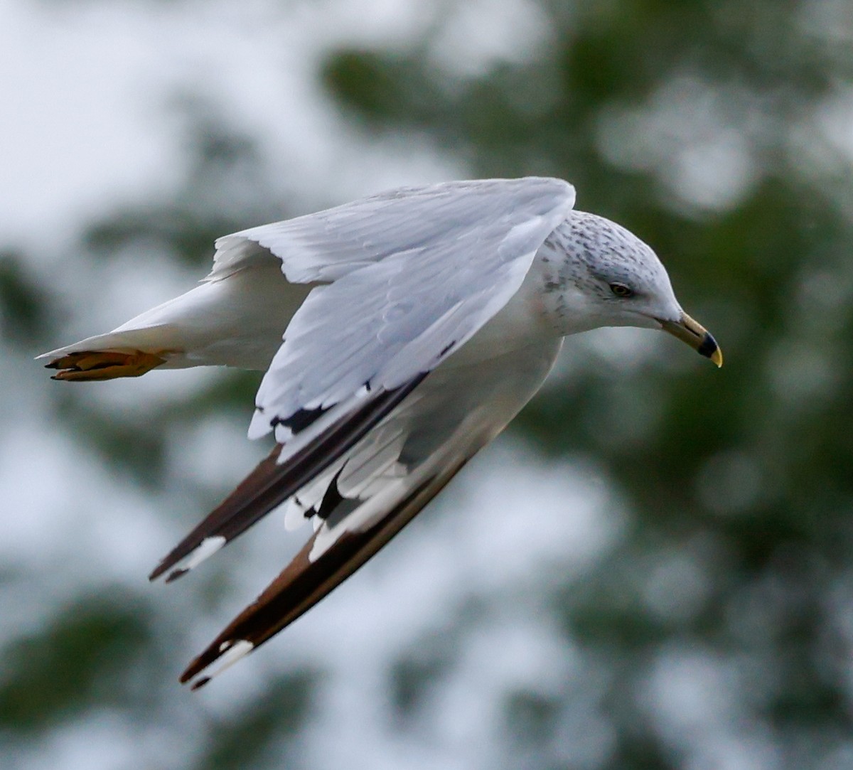 Ring-billed Gull - ML641208250