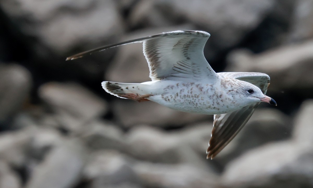 Ring-billed Gull - ML641208251
