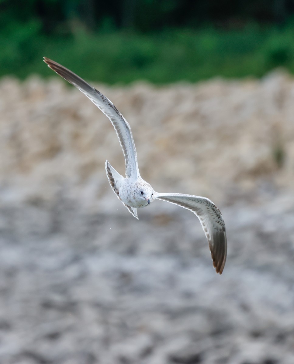 Ring-billed Gull - ML641208252