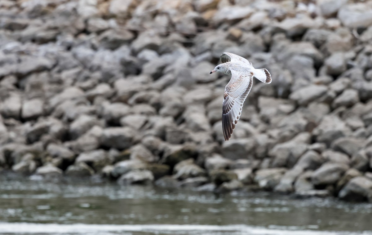 Ring-billed Gull - ML641208256