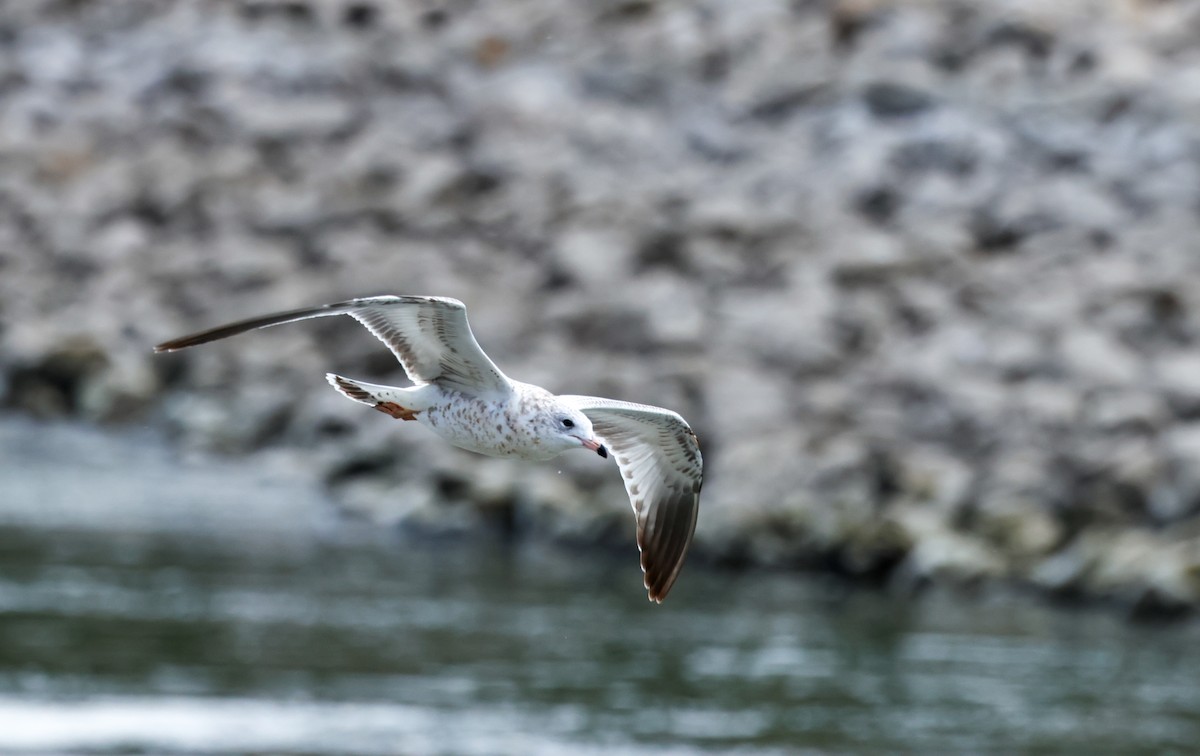 Ring-billed Gull - ML641208257