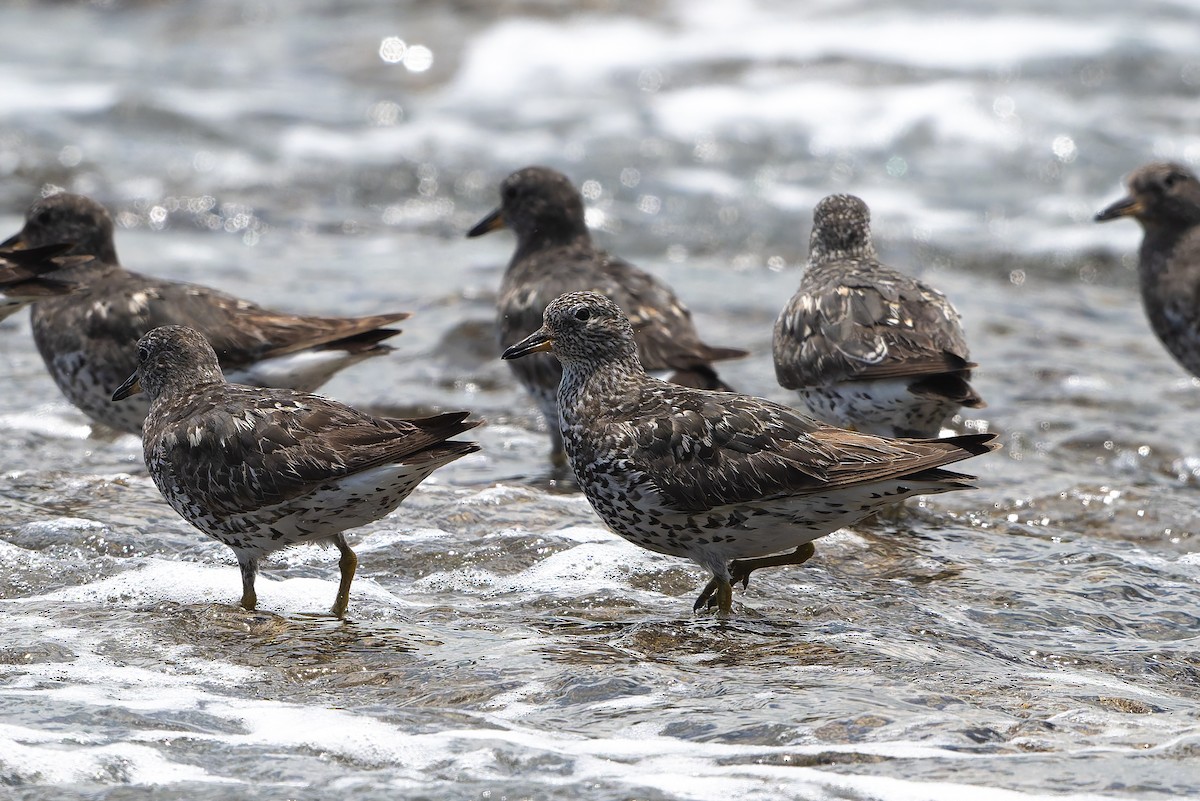 Pasifik Kumkuşu - ML641208283