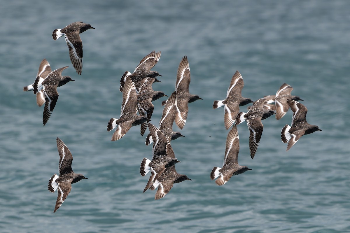 Pasifik Kumkuşu - ML641208289