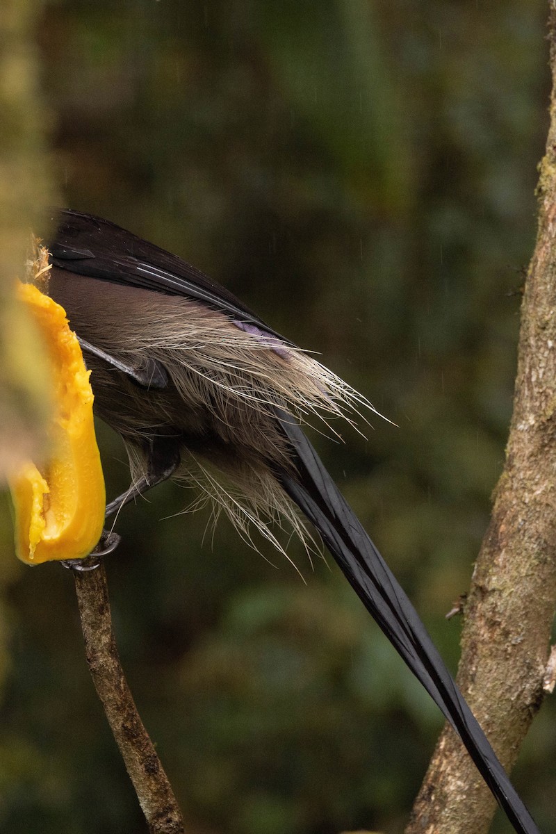 Brown Sicklebill - ML641208296