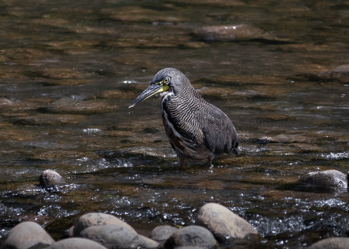 Fasciated Tiger-Heron - ML641208354