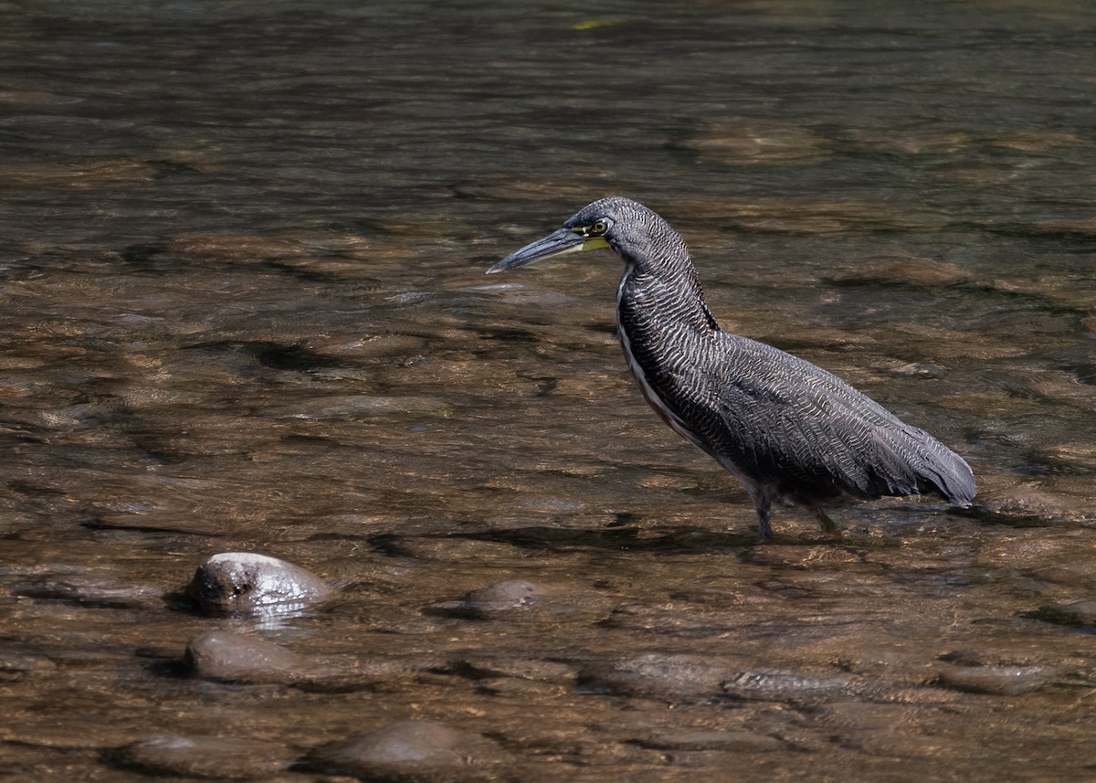 Fasciated Tiger-Heron - ML641208355
