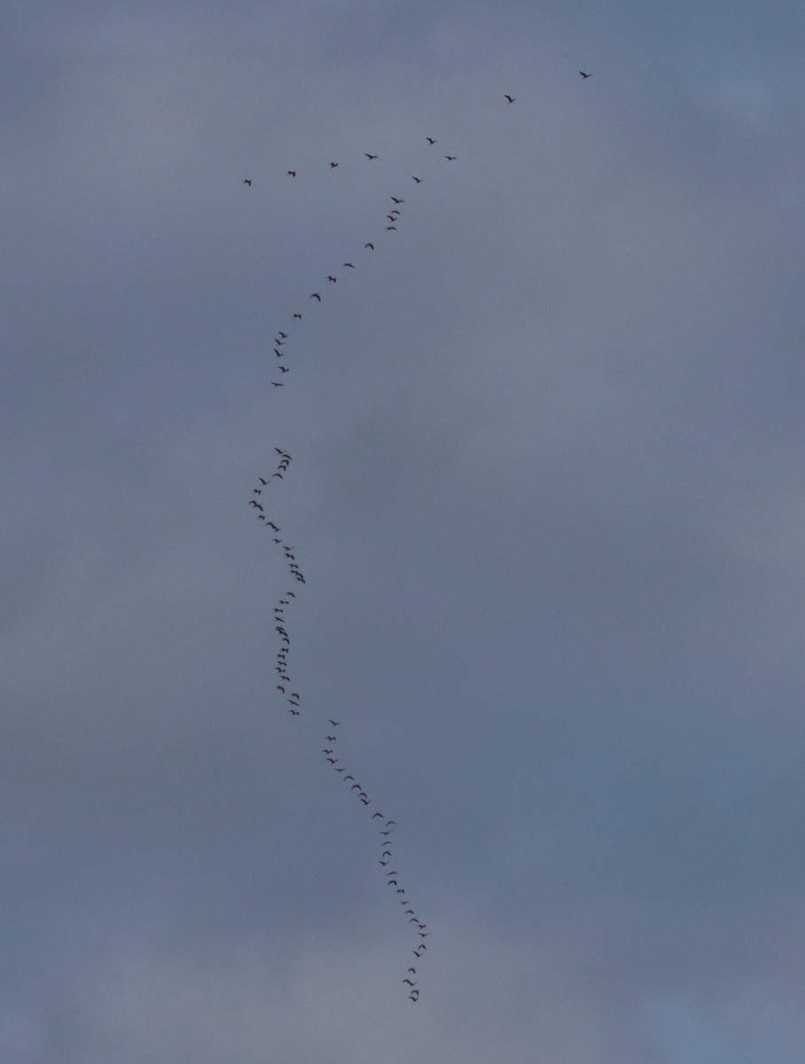 Glossy/White-faced Ibis - ML641208375