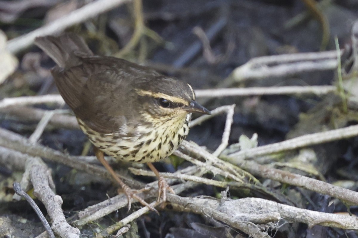 Louisiana/Northern Waterthrush - ML641208381