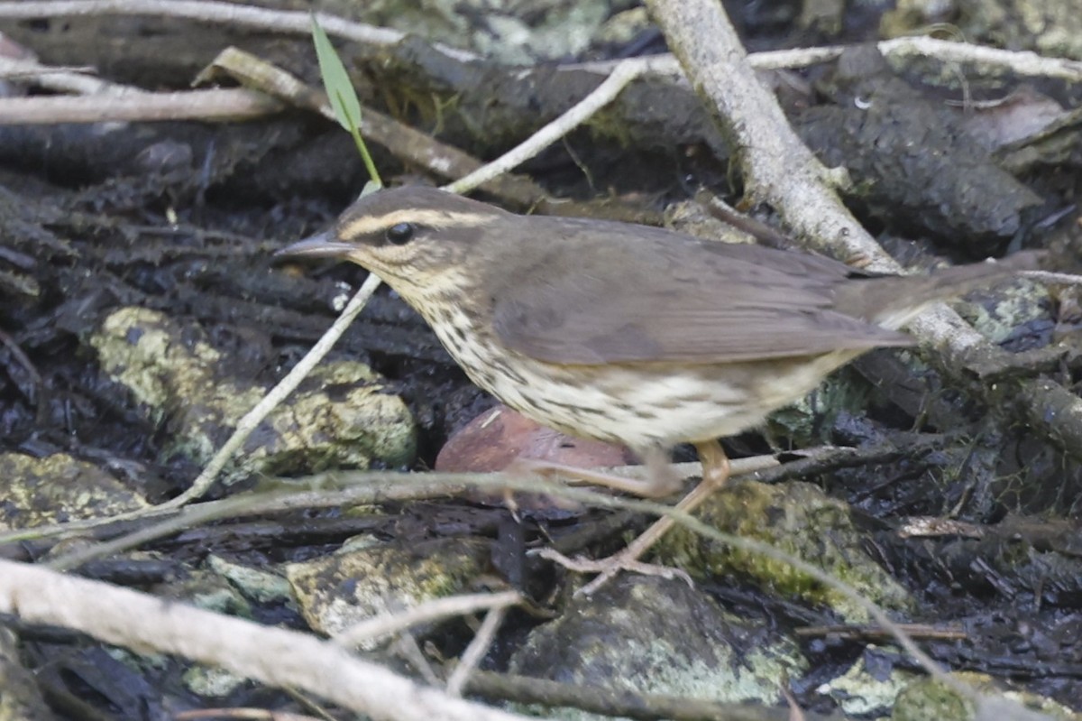 Louisiana/Northern Waterthrush - ML641208382