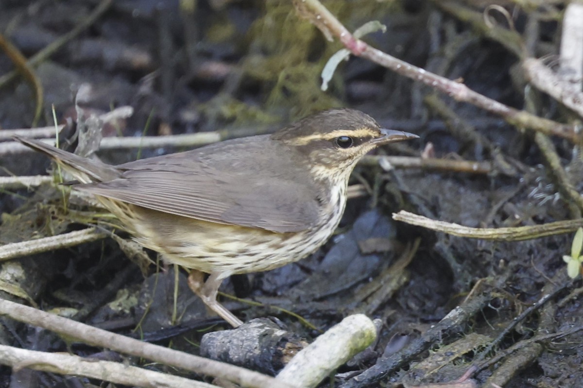 Louisiana/Northern Waterthrush - ML641208383
