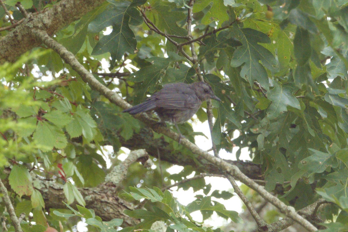 Gray Catbird - ML641208393