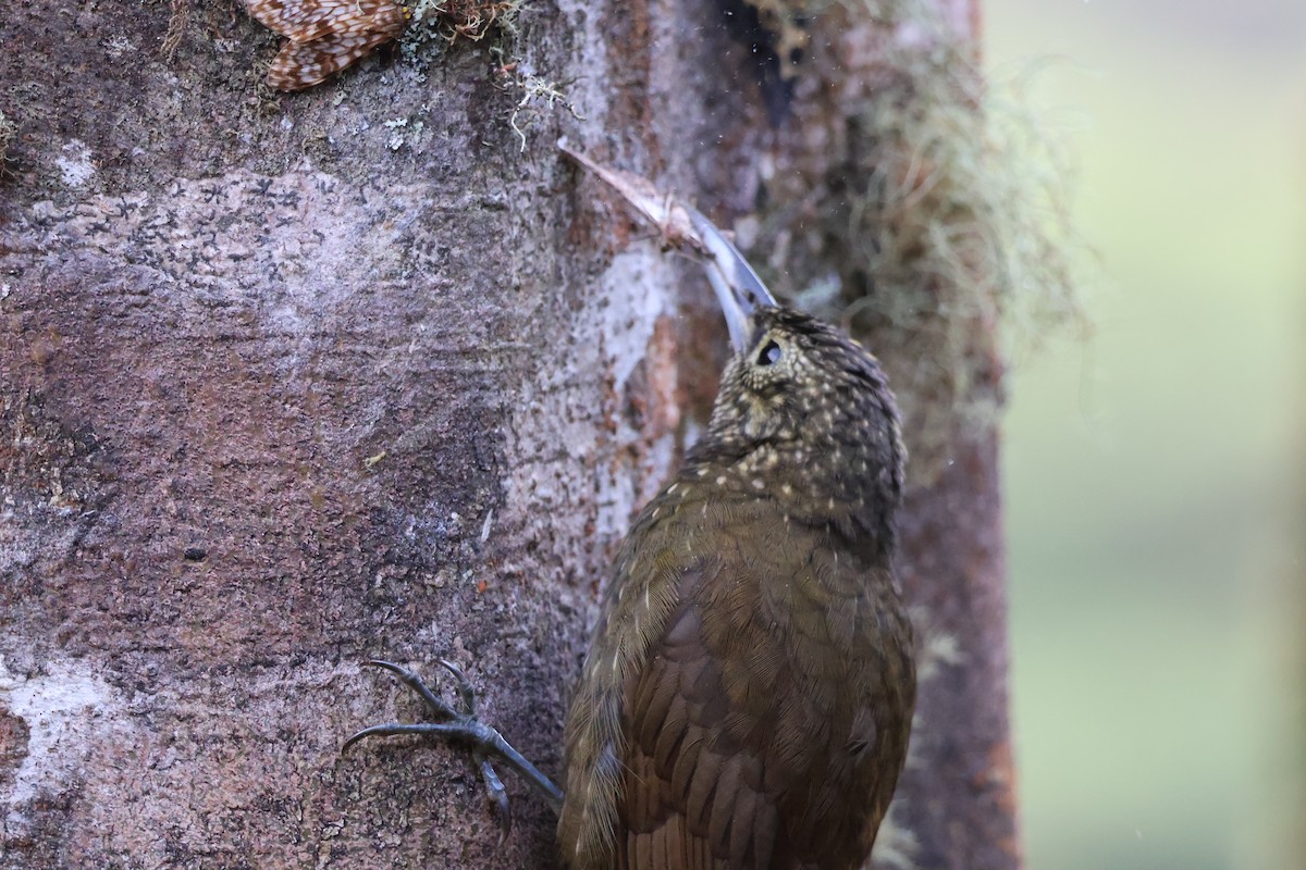 Olive-backed Woodcreeper - ML641208397