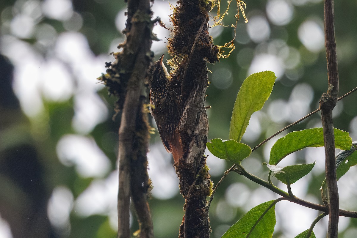 Pearled Treerunner - ML641208400